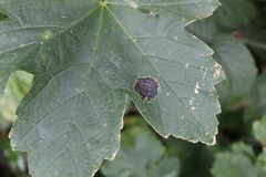 Rhytisma acerinum