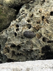 Acanthopleura granulata