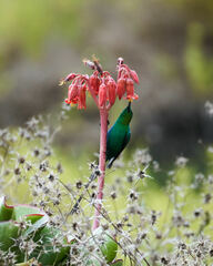 Nectarinia famosa