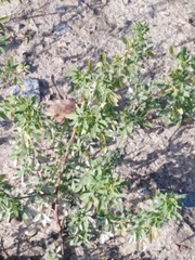 Medicago