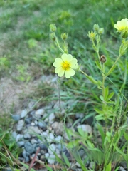 Potentilla recta