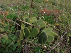 Cotyledon