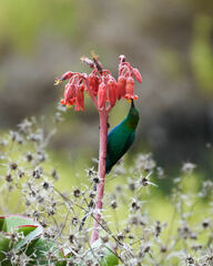 Nectarinia famosa