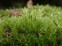 Racomitrium heterostichum