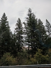 Pseudotsuga menziesii glauca