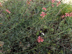 Indigofera heterophylla