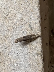 Parapediasia teterrellus