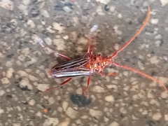 Chydarteres striatus