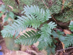 Pteris grevilleana