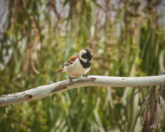 Passer melanurus