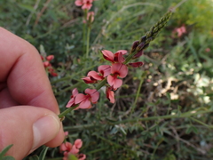 Indigofera heterophylla