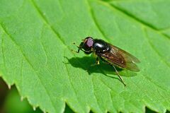 Cheilosia albitarsis