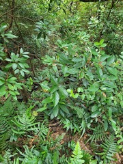 Aidia cochinchinensis