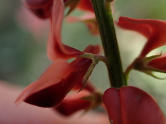 Indigofera heterophylla