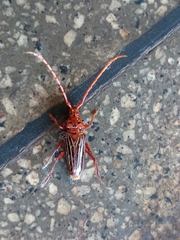 Chydarteres striatus