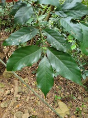 Aidia cochinchinensis