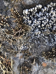 Selaginella hansenii
