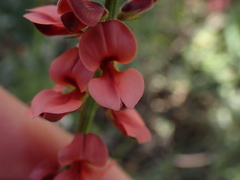 Indigofera heterophylla