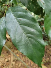 Aidia cochinchinensis