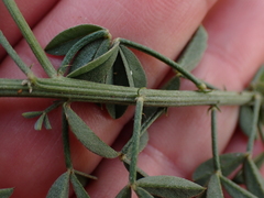 Indigofera heterophylla