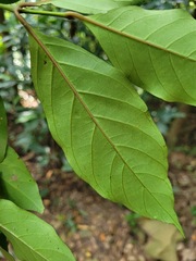 Aidia cochinchinensis