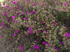 Drosanthemum fourcadei