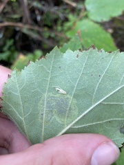 Cameraria betulivora