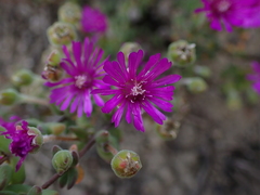 Drosanthemum fourcadei