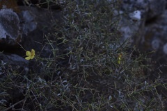 Verbascum spinosum