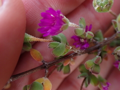 Drosanthemum fourcadei