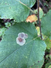 Cameraria betulivora