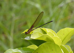 Hetaerina cruentata