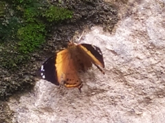 Hypanartia godmanii