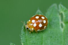 Vibidia duodecimguttata