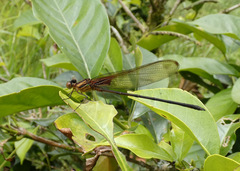 Hetaerina cruentata