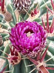 Ferocactus latispinus