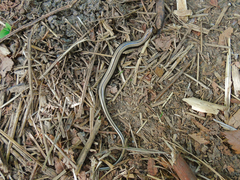 Anguis colchica
