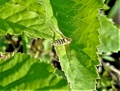 Sphaerophoria scripta