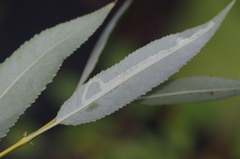 Phyllocnistis valentinensis