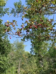 Crataegus laevigata