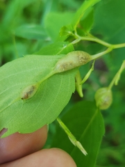Neolasioptera impatientifolia