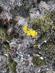 Candelariella rosulans