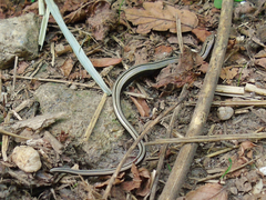 Anguis colchica