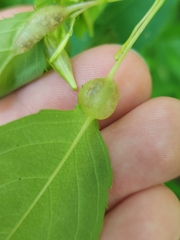 Neolasioptera impatientifolia