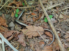 Anguis colchica
