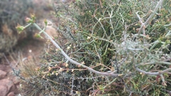 Asparagus burchellii