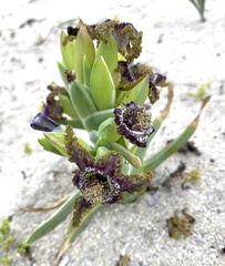 Ferraria foliosa