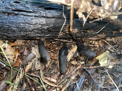 Xylaria longipes