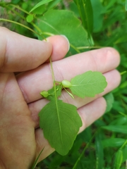 Neolasioptera impatientifolia