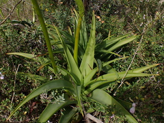 Liliopsida